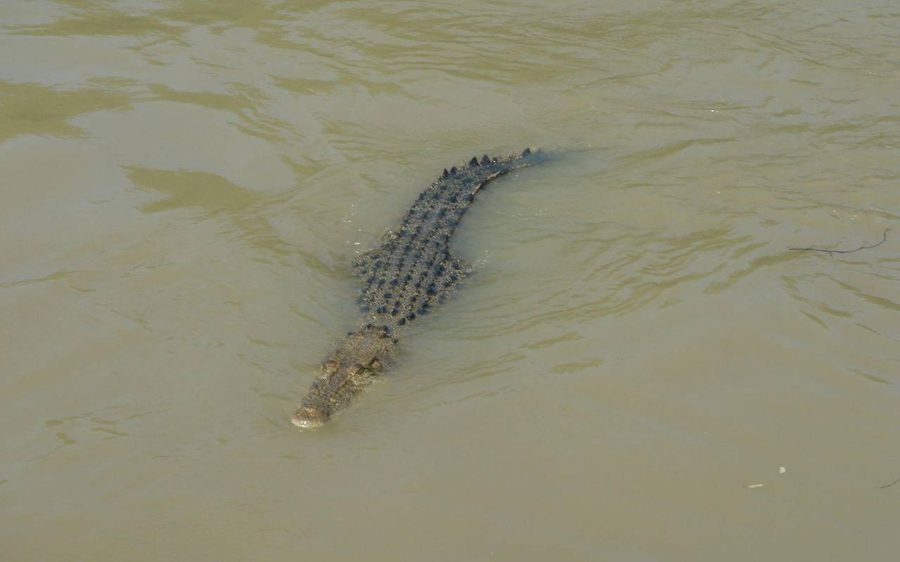 Krokodile im Northern Territory