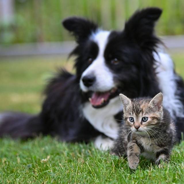 Hund und Kätzchen