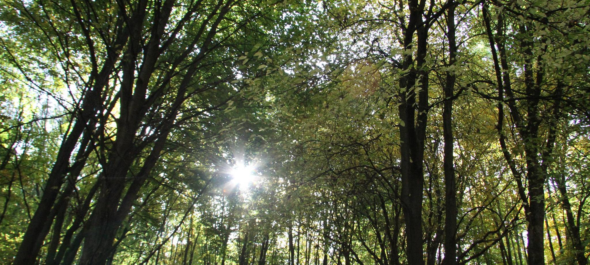 Lünen: Brambauer bekommt Klima-Quartiere