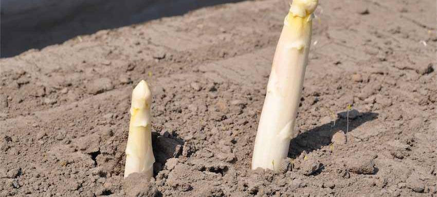 © Hof Schulze Blasum