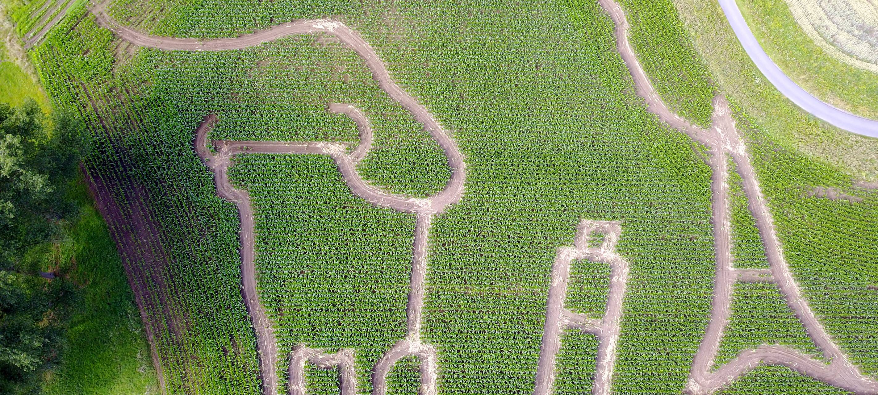 Ausflugstipp: Maislabyrinth in Selm