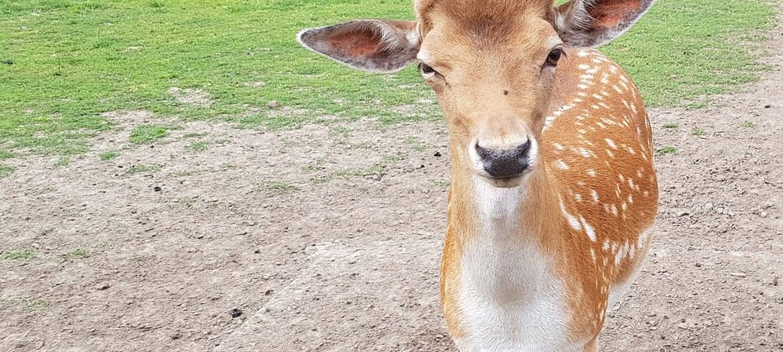 Ausflugstipp: Swin Golf im Gasthaus Eickholt