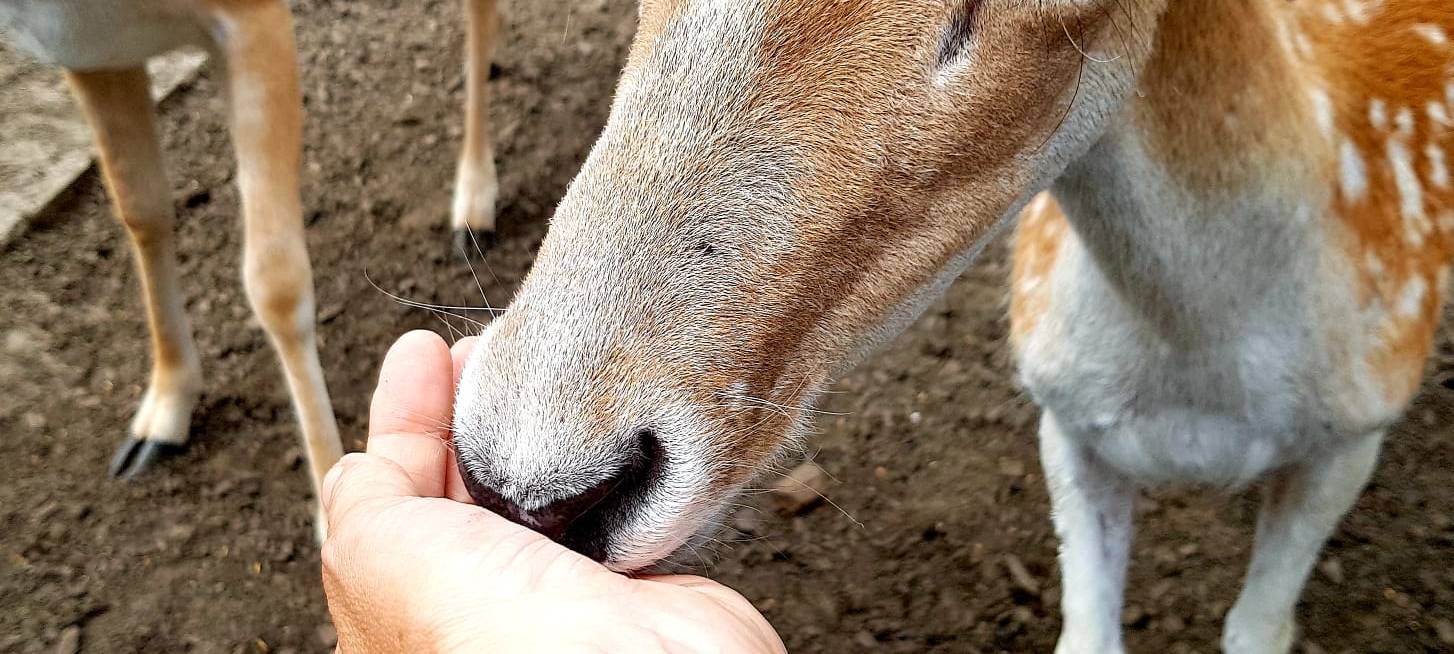 Ausflugstipp: Swin Golf im Gasthaus Eickholt