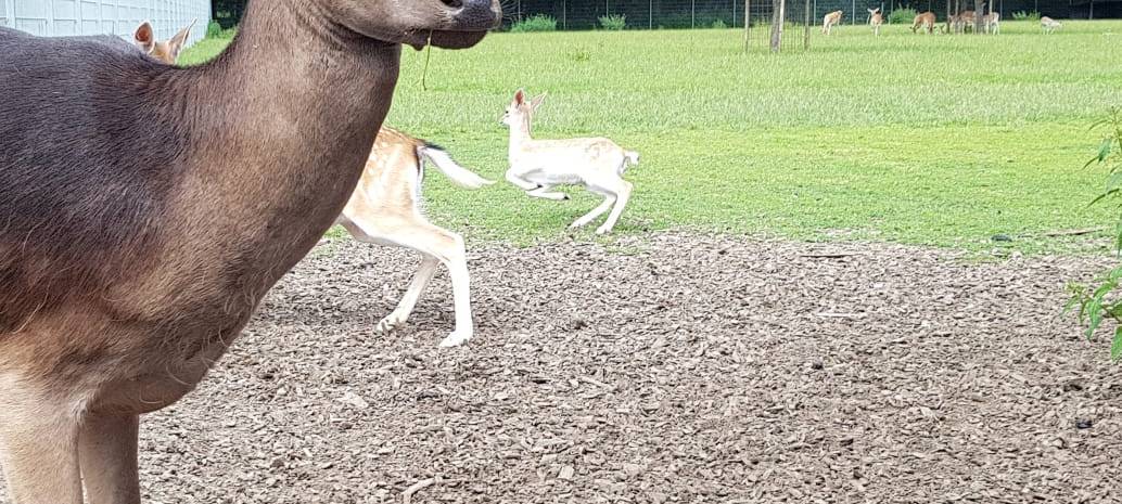 Ausflugstipp: Swin Golf im Gasthaus Eickholt