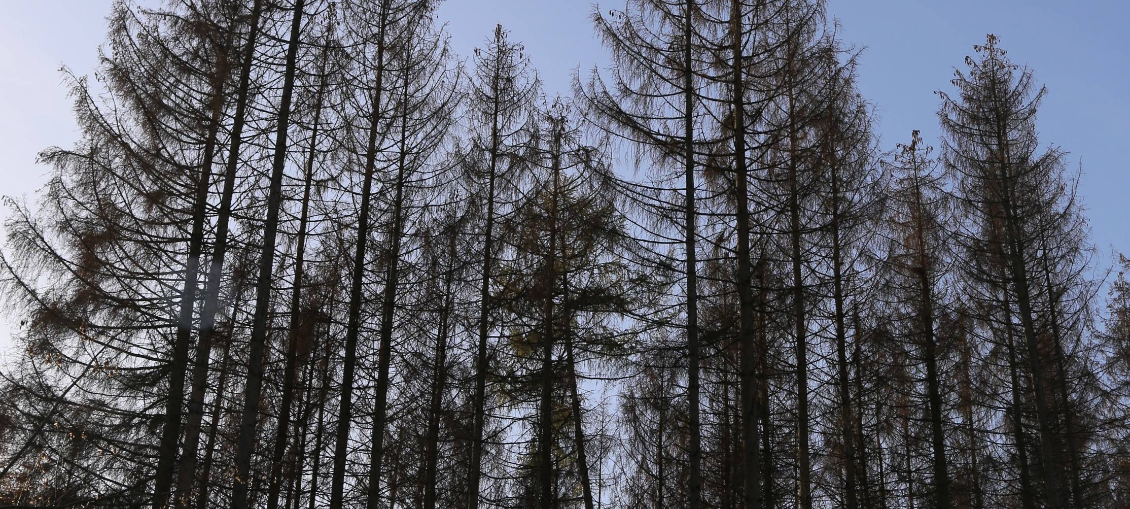 Der Zustand unserer Wälder ist mehr als besorgniserregend