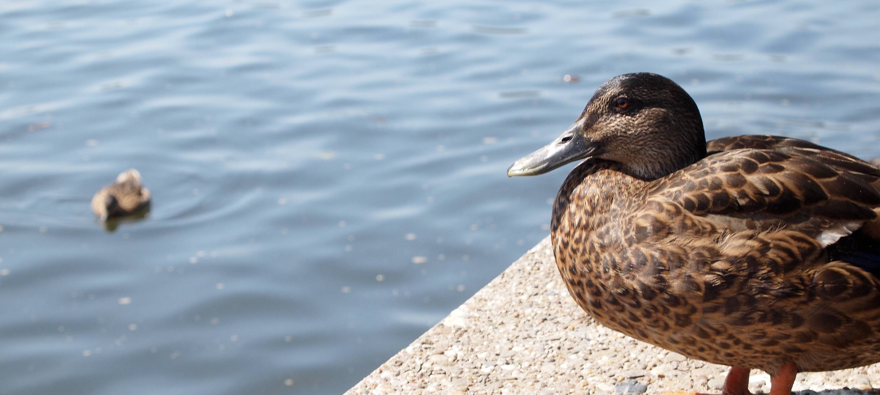 Selm: Ternscher See vorerst weiter gesperrt