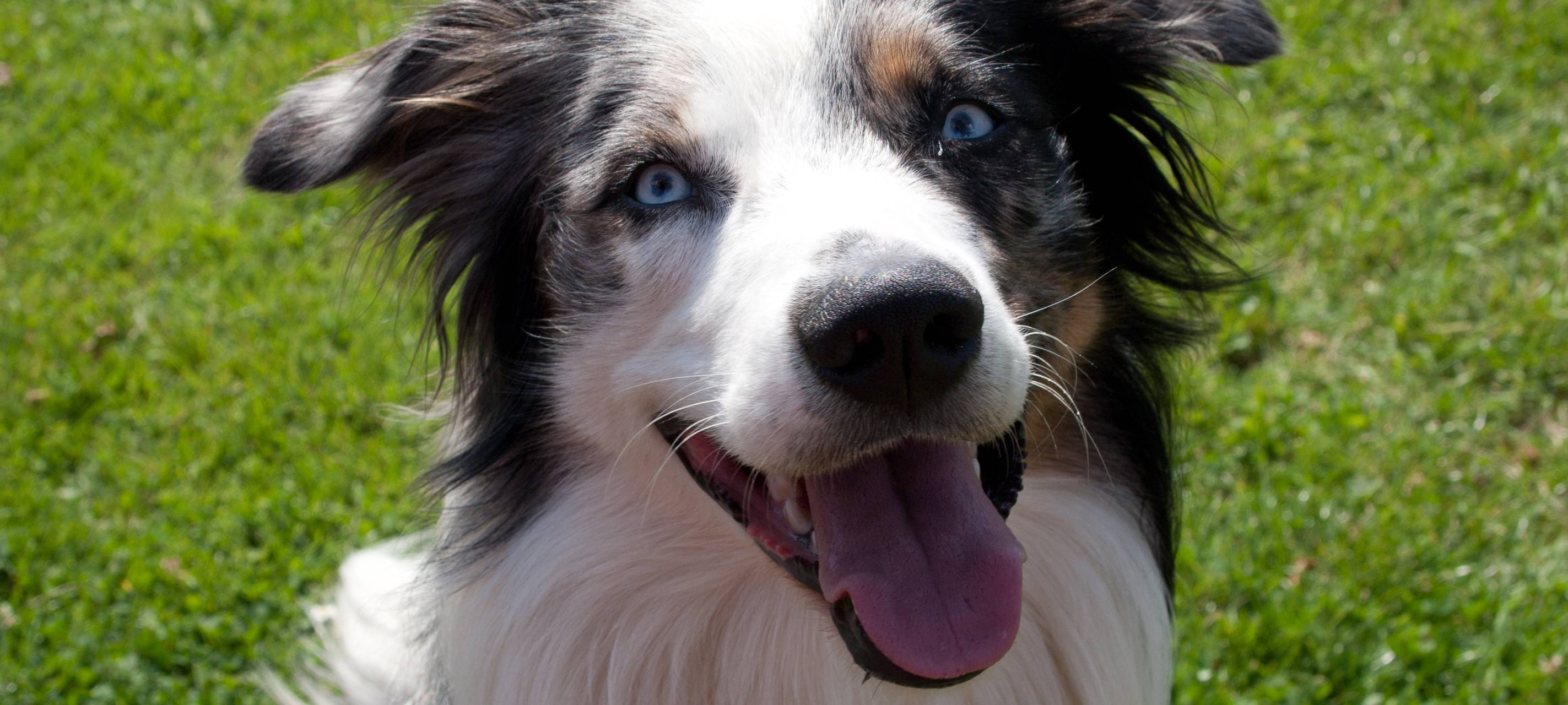 Assistenzhunde in Fröndenberg willkommen