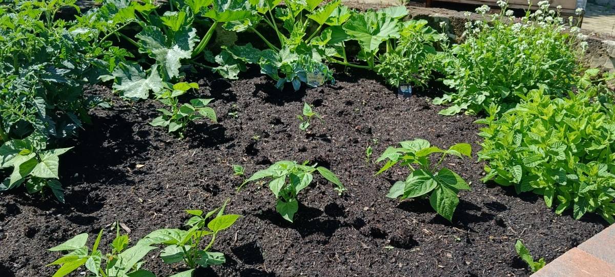 Der Antenne Unna-Garten: #11 Rasen