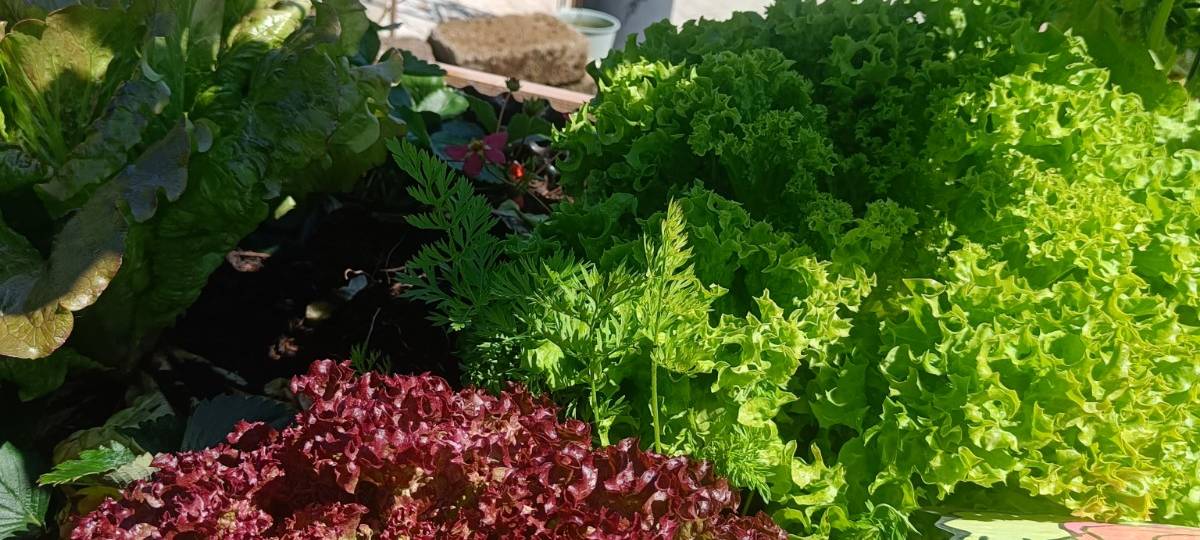 Der Antenne Unna-Garten: #11 Rasen