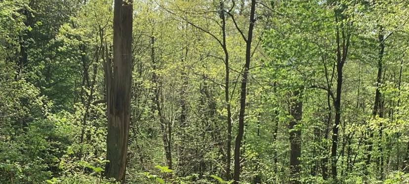 Rodung von Eschen notwendig