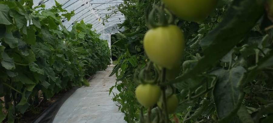 Solidarische Landwirtschaft in Unna