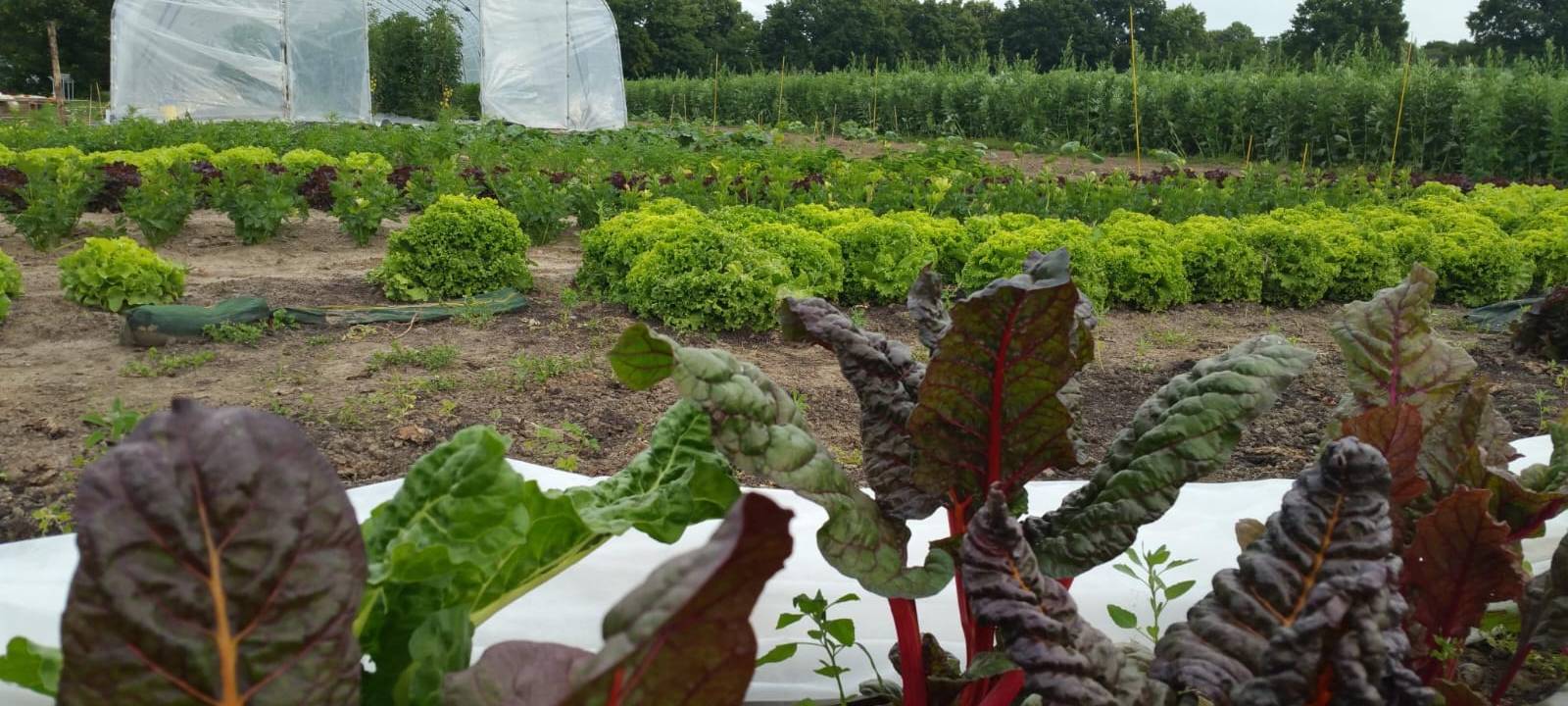 Solidarische Landwirtschaft in Unna