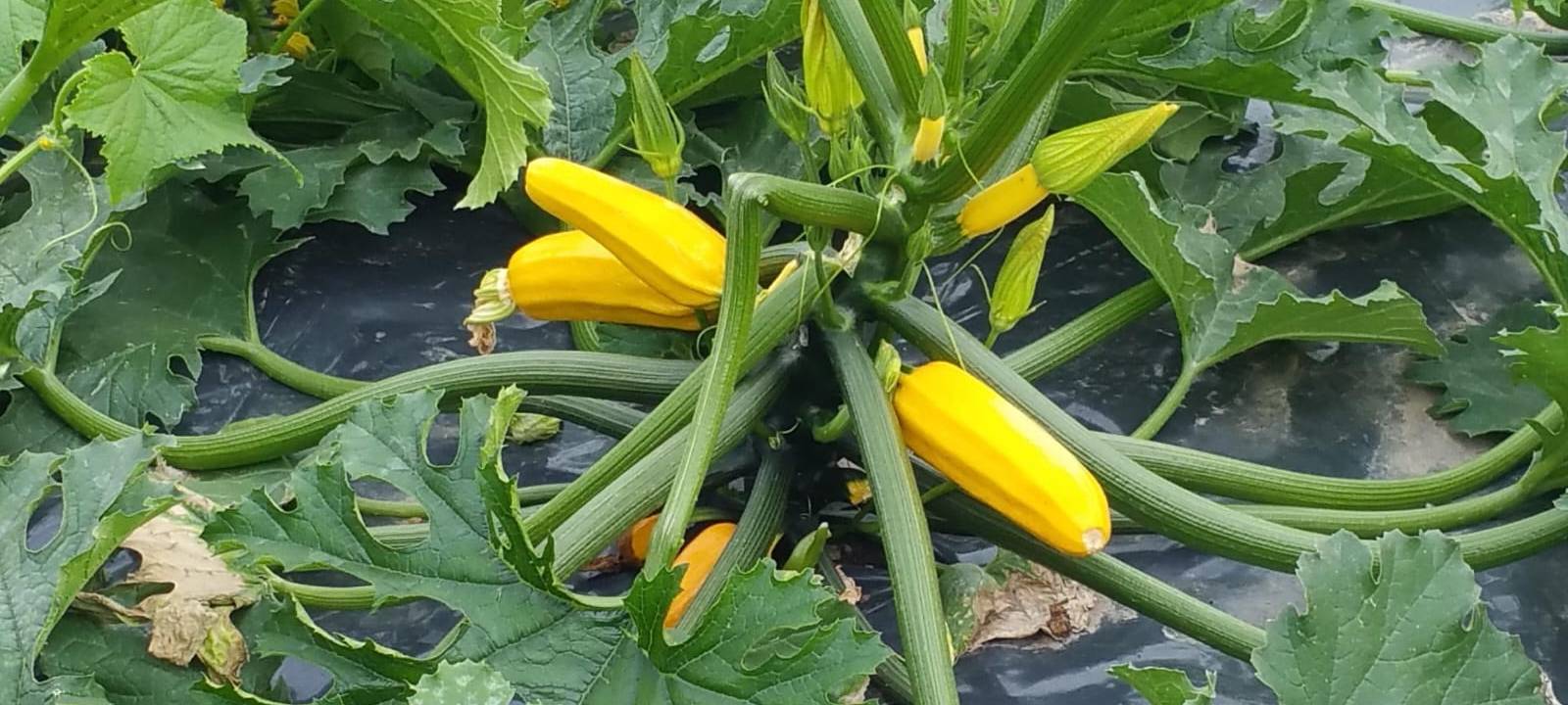 Solidarische Landwirtschaft in Unna