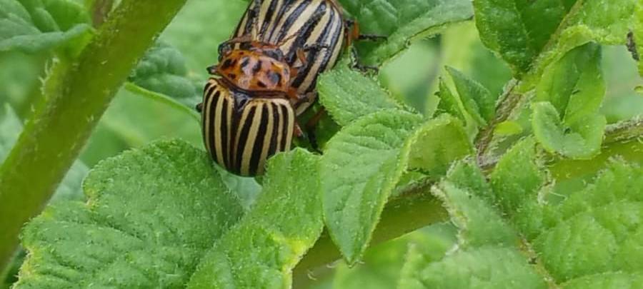Solidarische Landwirtschaft in Unna