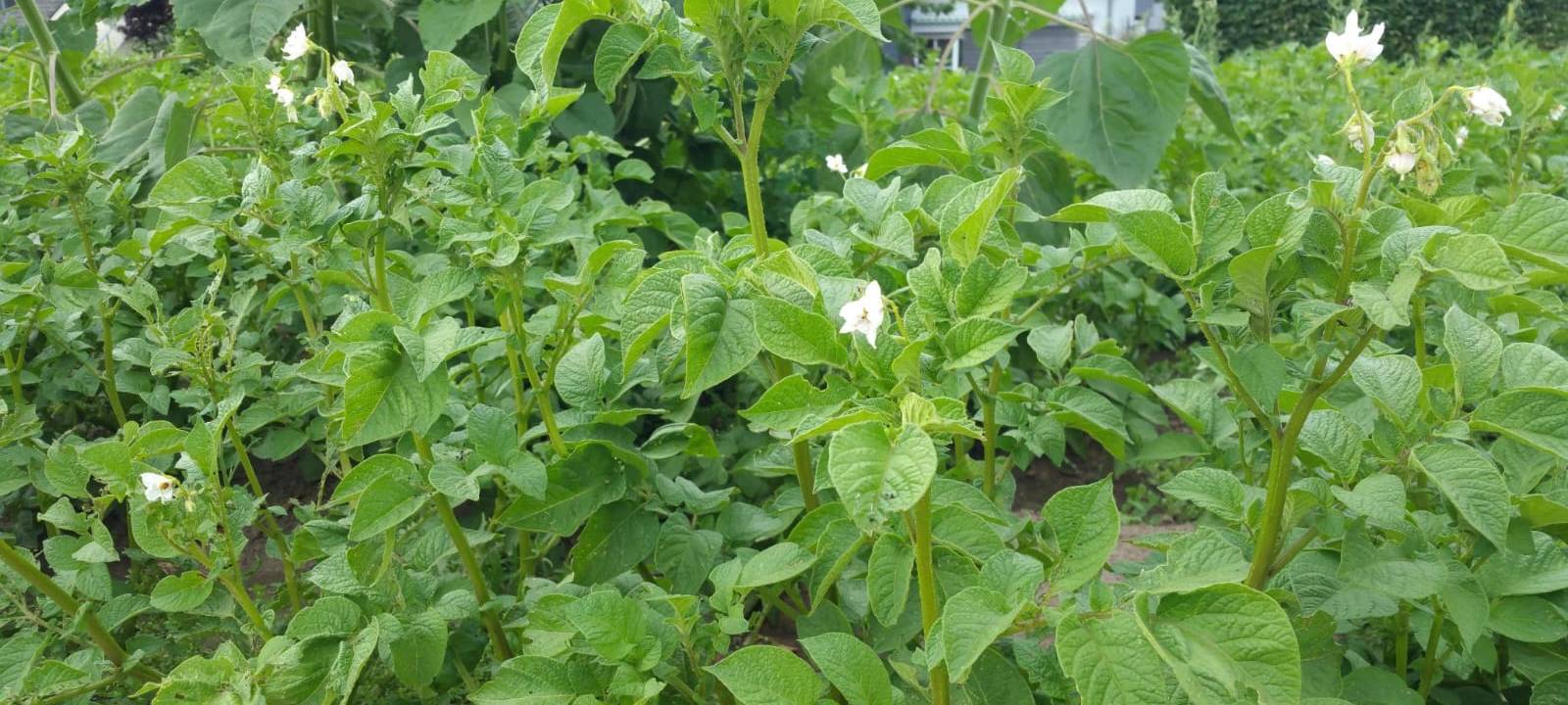 Solidarische Landwirtschaft in Unna