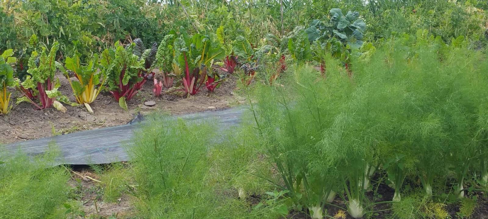 Solidarische Landwirtschaft in Unna