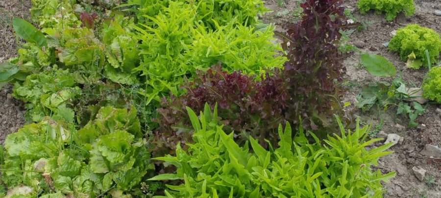 Solidarische Landwirtschaft in Unna