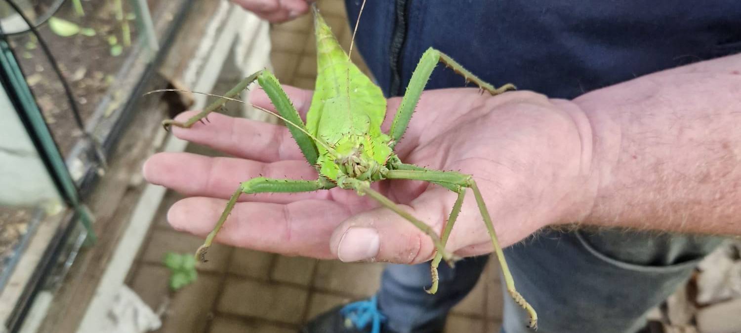 Tag des Haustiers: Firma Kerf aus Unna verkauft Vogelspinnen