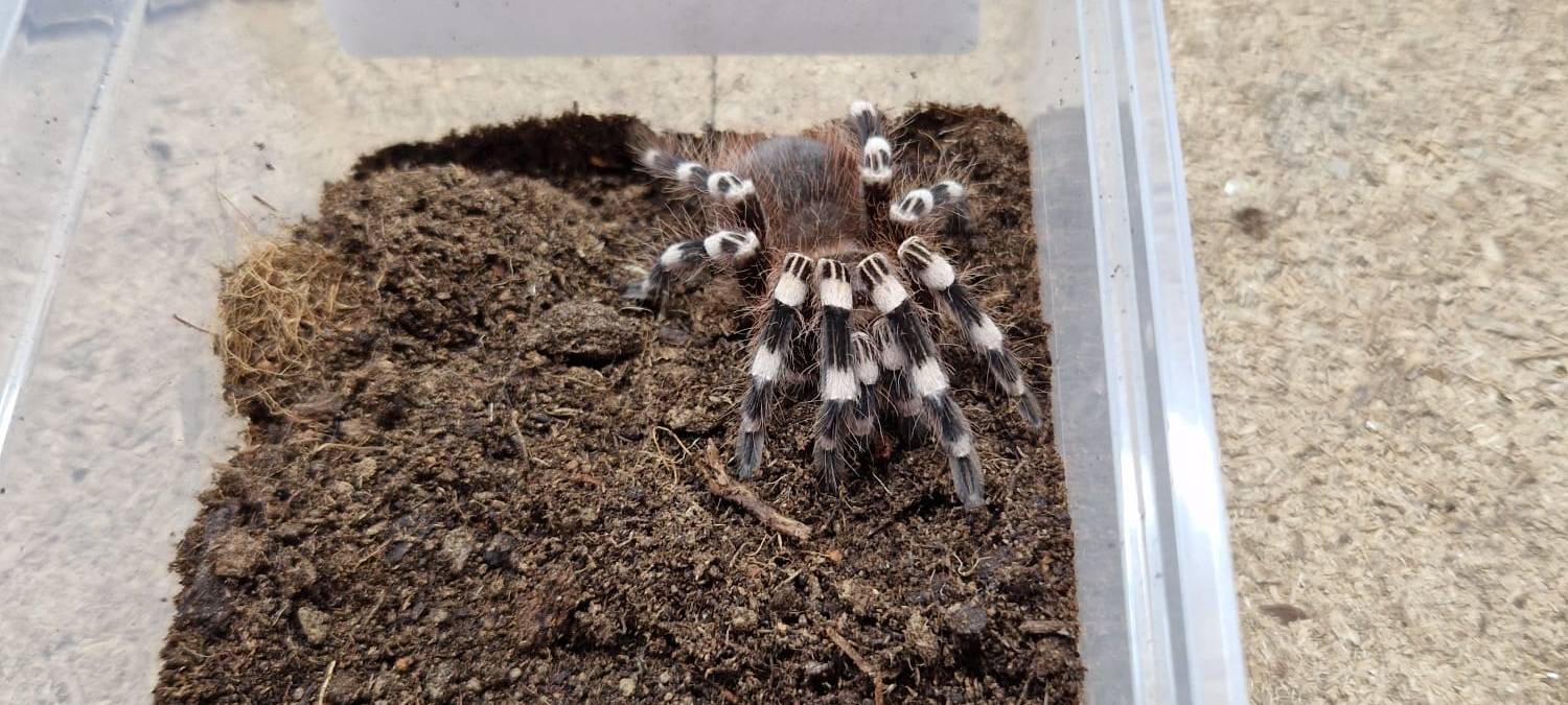 Tag des Haustiers: Firma Kerf aus Unna verkauft Vogelspinnen