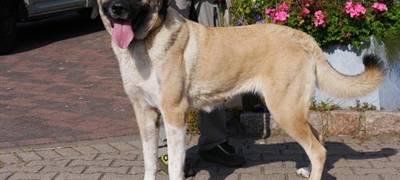 Kreis Unna: Mehrere Tiere suchen ein neues Zuhause