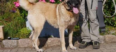 Kreis Unna: Mehrere Tiere suchen ein neues Zuhause