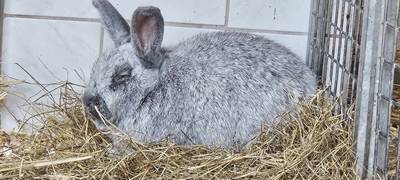 Kreis Unna: Mehrere Tiere suchen ein neues Zuhause