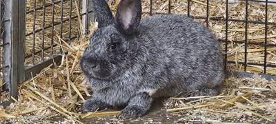 Kaninchen und Hunde aus Unna suchen neues Zuhause