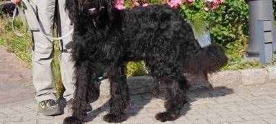 Kreis Unna: Mehrere Tiere suchen ein neues Zuhause