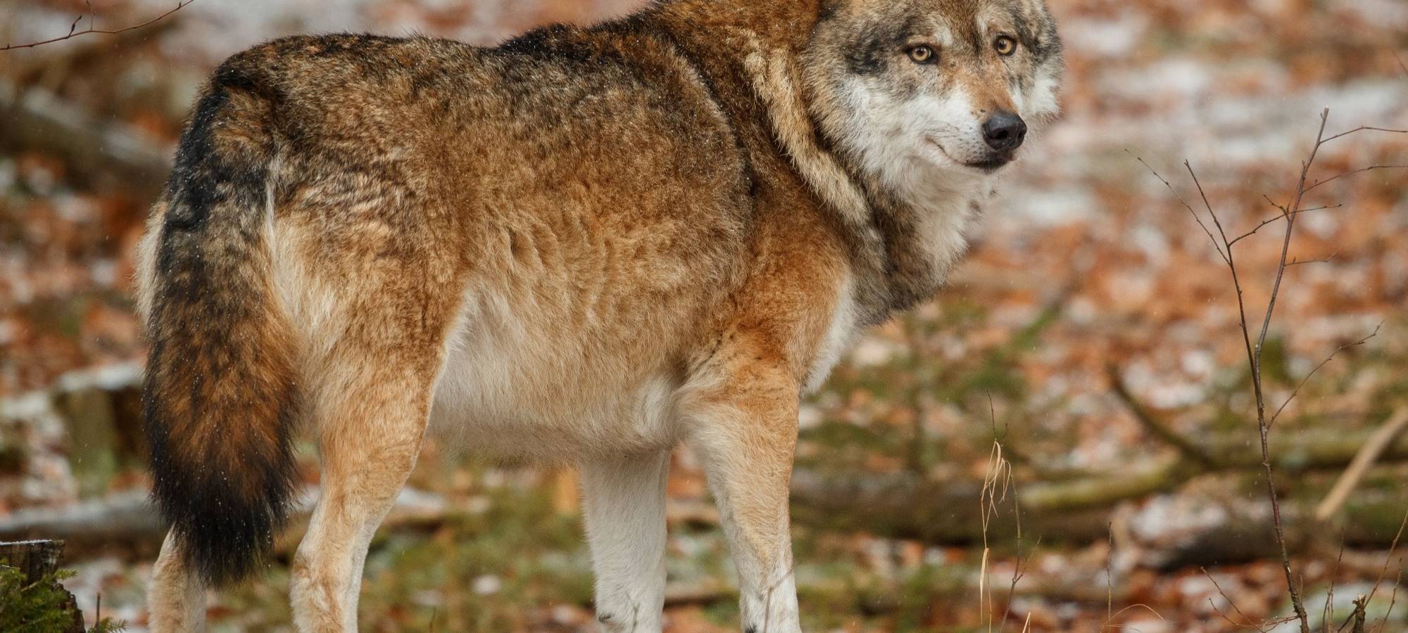 Symbolbild: Wolf im Wald