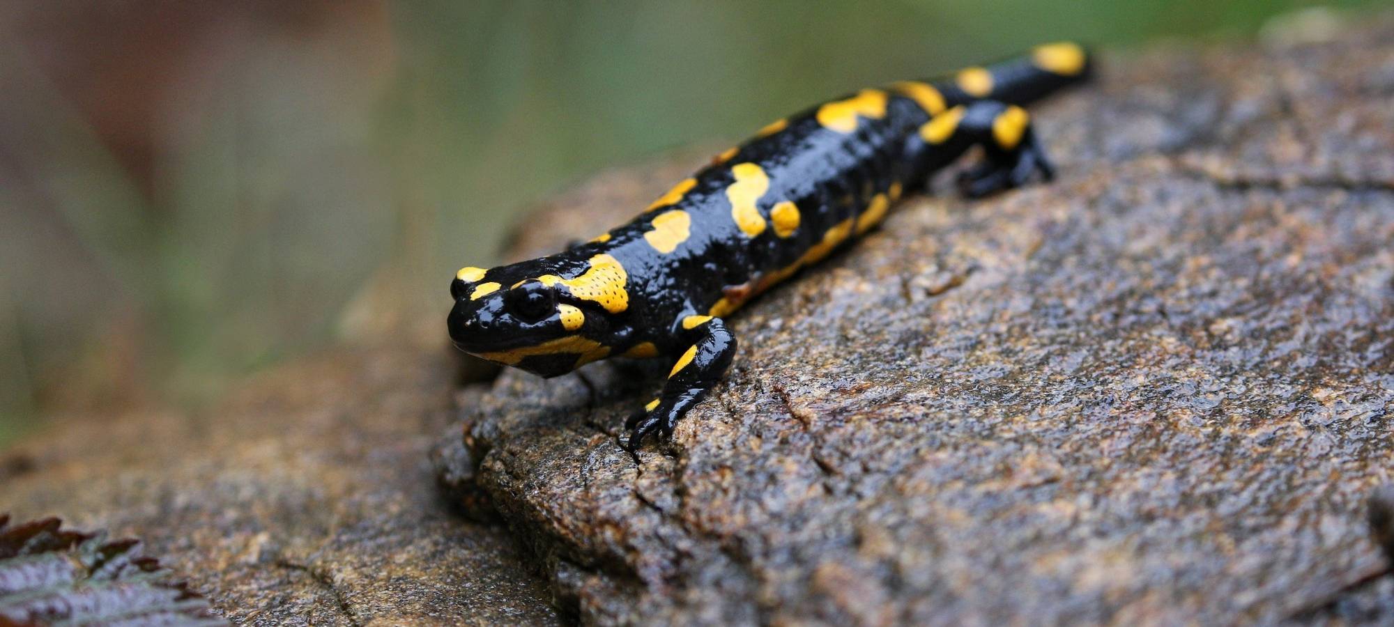 Symbolbild: Salamander