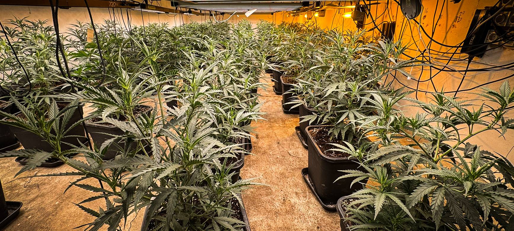 Schlag gegen Drogenbande in Kamen und Bergkamen