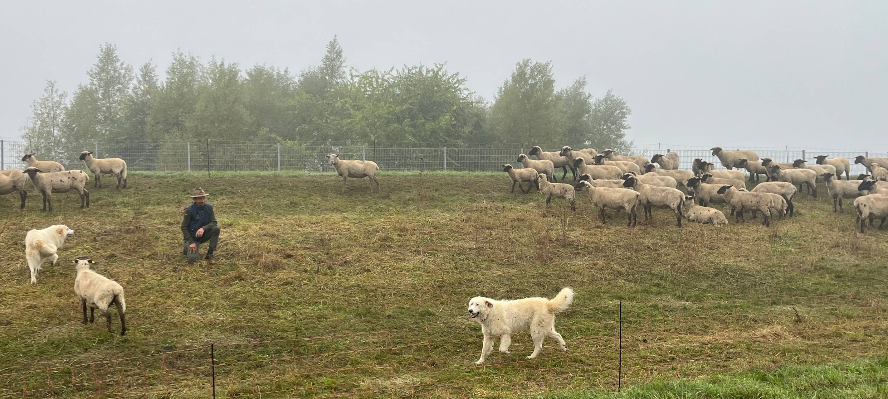 "Ökologische Rasenmäher" in Bönen