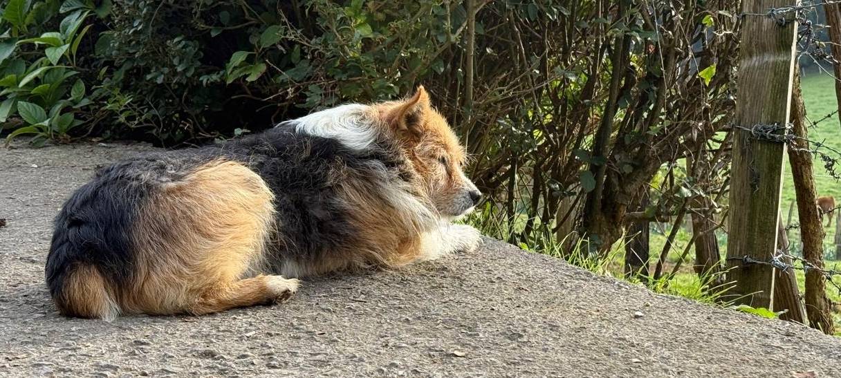 Ein Hund liegt auf einer Straße