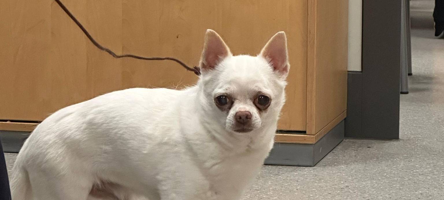 Hund gefunden: Polizei sucht Besitzer